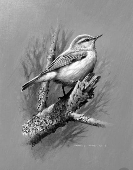 تصویر  پرندگان برای نقاشی سیاه قلم
