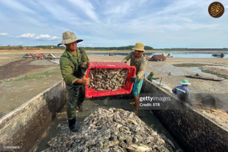مرگ دسته جمعی ماهی‌ها ,اخبار اجتماعی ,خبرهای اجتماعی 